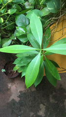 Alstonia scholaris