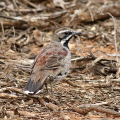 Chestnut Quail-Thrush photo 4