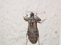 Oncocephalus squalidus