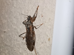 Oncocephalus squalidus