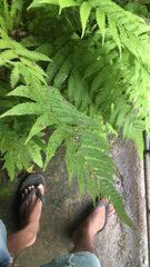 Deparia acrostichoides