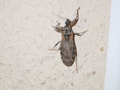 Oncocephalus squalidus