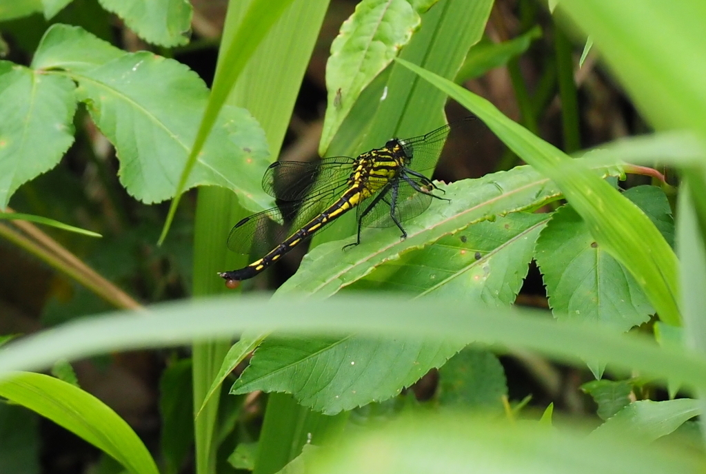 Anisogomphus neptunus