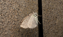 Sabulodes packardata