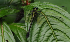 Mattigomphus tamdaoensis