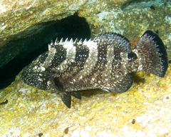 Epinephelus daemelii