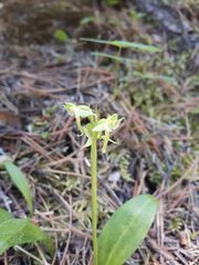 Platanthera obtusata