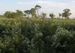 Clematis terniflora mandshurica