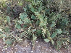 Opuntia stricta