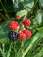Rubus