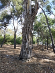 Eucalyptus