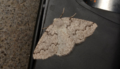 Sabulodes packardata