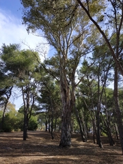 Eucalyptus