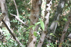 Ostrya carpinifolia