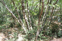 Ostrya carpinifolia