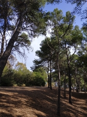Pinus halepensis