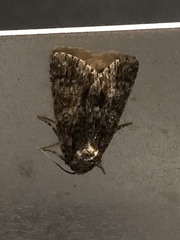 Acronicta rumicis