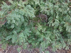 Vachellia karroo