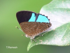 Poritia sumatrae