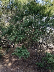 Vachellia karroo