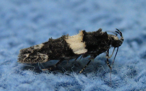 White-banded Pubitelphusa Moth photo 3