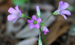 Oxalis violacea