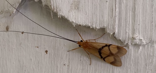 Macrostemum capense