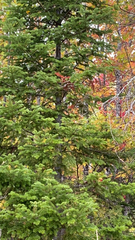 Abies balsamea image