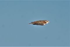 Melanocorypha mongolica