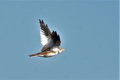 Melanocorypha mongolica