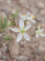 Phemeranthus confertiflorus