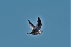 Melanocorypha mongolica