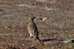 Alaudala cheleensis