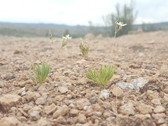 Phemeranthus confertiflorus