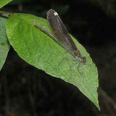 Calopteryx japonica
