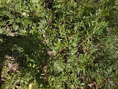 Pistacia lentiscus
