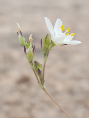 Phemeranthus confertiflorus