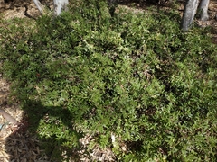 Pistacia lentiscus