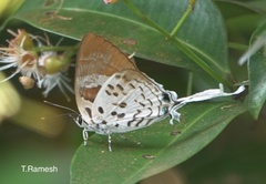 Bindahara phocides