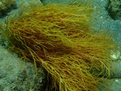 Halymenia durvillei
