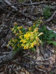 Solidago virgaurea taurica