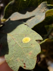 Andricus pattersonae