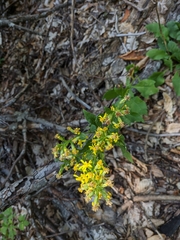 Solidago virgaurea taurica