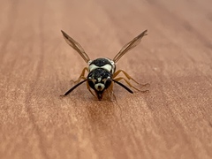 Pseudepipona beckeri