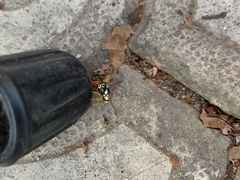 Pseudepipona beckeri