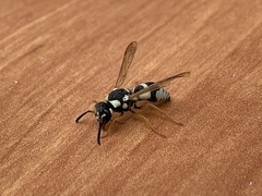 Pseudepipona beckeri