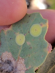 Andricus pattersonae