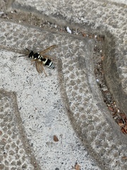 Pseudepipona beckeri