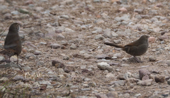 Dasyornis brachypterus