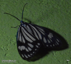 Cyclosia papilionaris